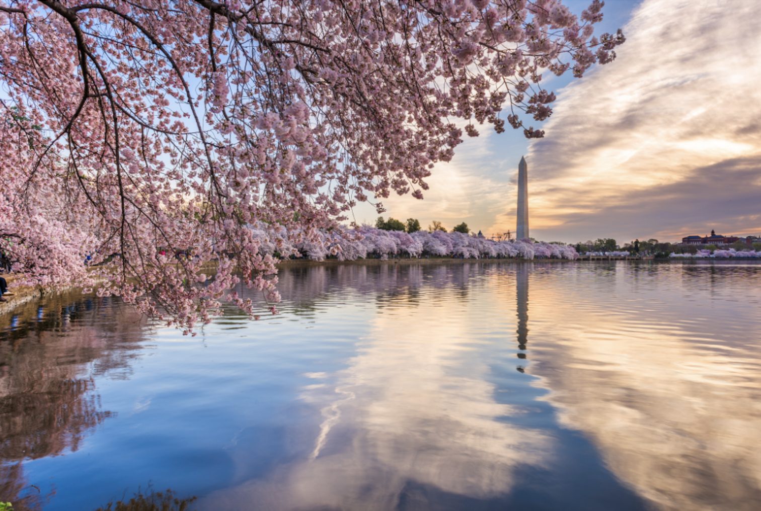 Washington DC Homes for Rent